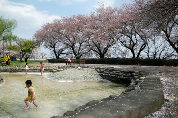 桜の下の水遊び