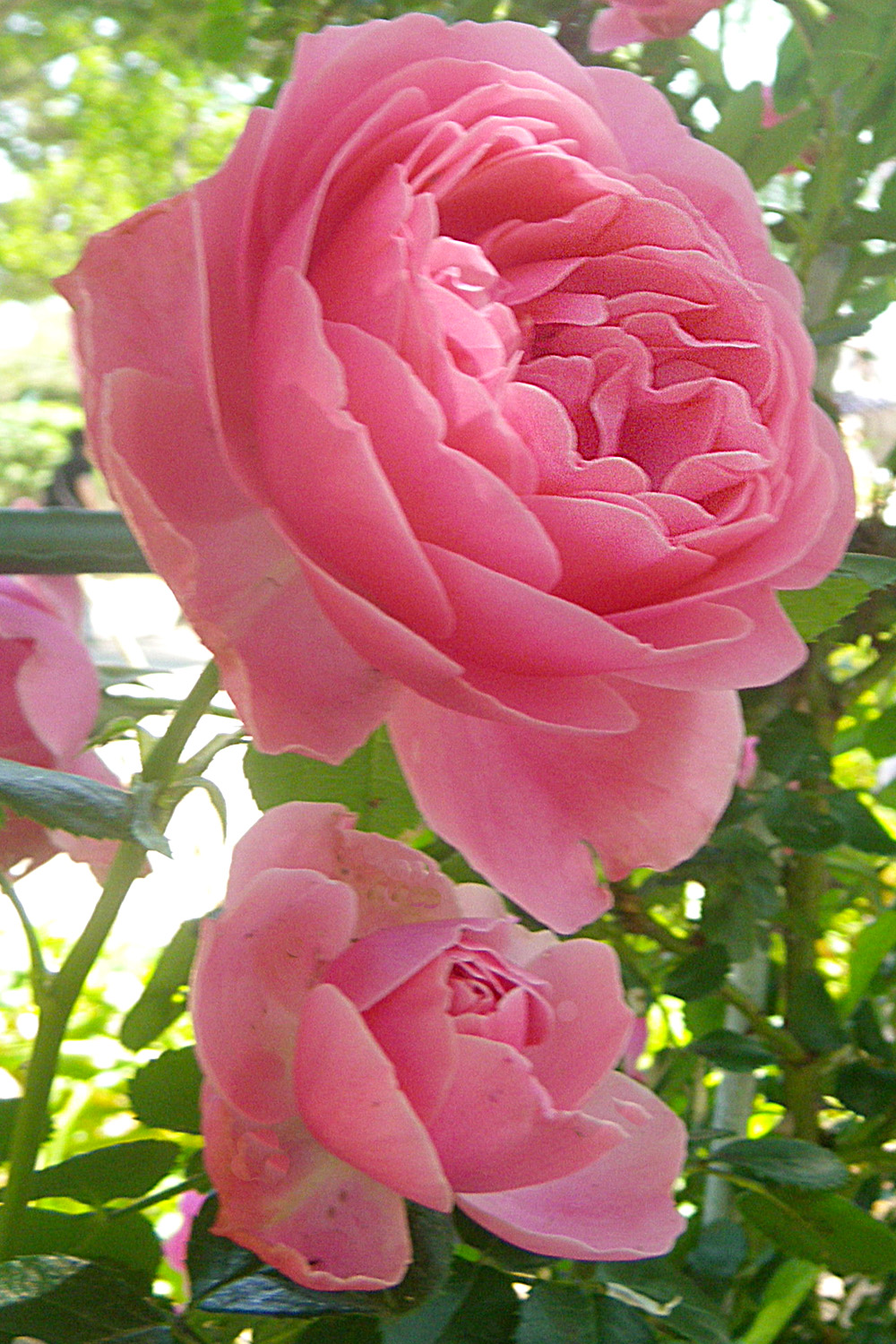可愛い!!ソフトピンク色の薔薇